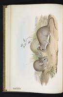 Greater Stick-nest Rat plate 6