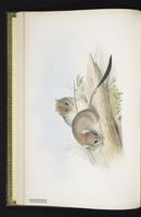 Brush-tailed Conilurus plate 5