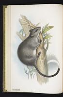 Black-footed Mesembriomys plate 4