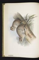 Elsey's hapalotis plate 3