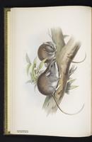 Lesser Stick-nest Rat plate 2