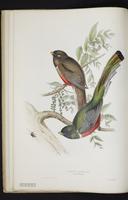 Monograph of the Trogonidae, 1:15