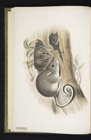 White-footed Conilurus plate 1