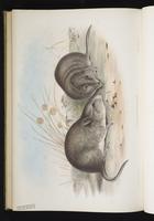 Broad-faced Potoroo plate 70