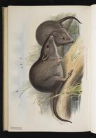 Gilbert's Potoroo plate 69