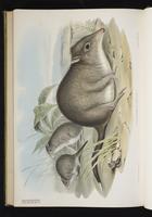 Long-nosed Potoroo plate 68