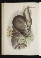 New south wales rat-kangaroo plate 67