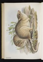 Desert Rat-kangaroo plate 66