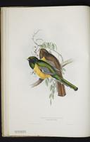 Monograph of the Trogonidae, 1:11