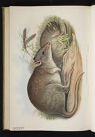 rufous 'rat'-kangaroo, Rufous Rat-kangaroo plate 65