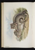 Gray's jerboa-kangaroo plate 64