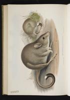 Eastern Bettong plate 63