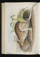 Spectacled Hare-wallaby plate 60