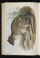 Spectacled Hare-wallaby plate 59