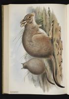 Rufous Hare-wallaby plate 58