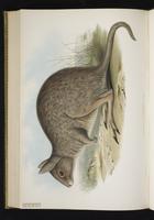 Eastern Hare-wallaby plate 57