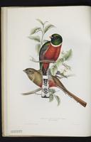 Monograph of the Trogonidae, 1:7