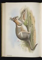 Crescent Nail-tail Wallaby plate 55
