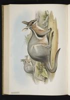 Bridled Nail-tail Wallaby plate 54