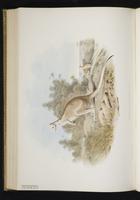 Northern Nail-tail Wallaby plate 53