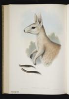 Northern Nail-tail Wallaby plate 52