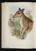 New Guinean forest wallabies plate 51