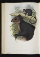 Ursine Tree-kangaroo plate 49
