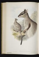 Short-eared Rock-wallaby plate 47