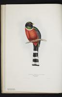 Monograph of the Trogonidae, 1:3