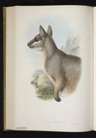 Unadorned Rock-wallaby plate 45
