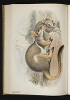 Yellow-footed Rock-wallaby plate 44