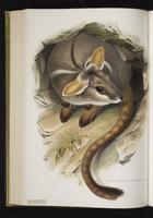 Yellow-footed Rock-wallaby plate 43