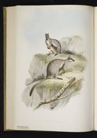 Black-flanked Rock-wallaby plate 42