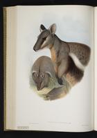 Black-flanked Rock-wallaby plate 41