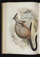 bBush-tailed rock wallaby, Brush-tailed Rock-wallaby plate 40