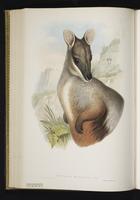 Brush-tailed rock wallaby, Brush-tailed Rock-wallaby plate 39