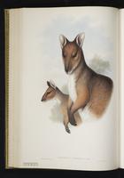 Red-legged Pademelon plate 33