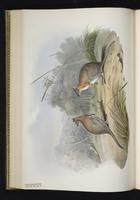 Red-necked Pademelon plate 32