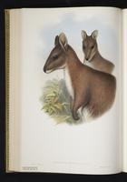 Red-necked Pademelon plate 31