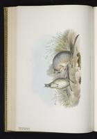 Tammar Wallaby plate 30