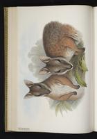 Tammar Wallaby plate 29