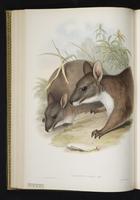 Parma Wallaby plate 28