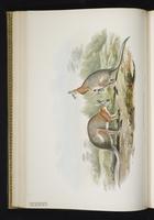 Black-striped Wallaby plate 27