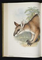 Black-striped Wallaby plate 26