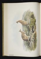 Agile Wallaby plate 25