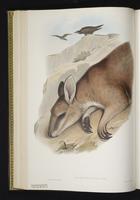 Agile Wallaby plate 24