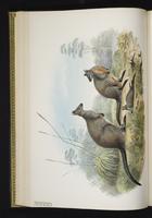 Swamp Wallaby plate 23