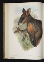 Swamp Wallaby plate 22