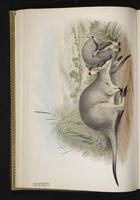 Western Brush Wallaby plate 21