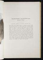 Introduction to the mammals of Australia, 1:90